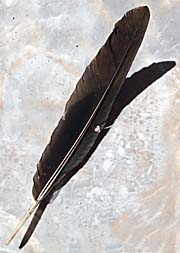 Feather of a Common Myna by Asienreisender